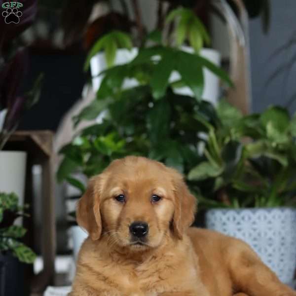 Brielle, Golden Retriever Puppy